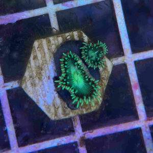 Green Zoa (2 heads)