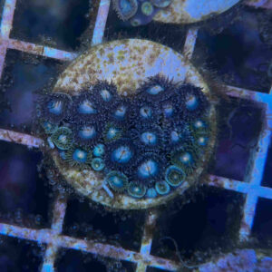 Green/Blue Zoa Colony